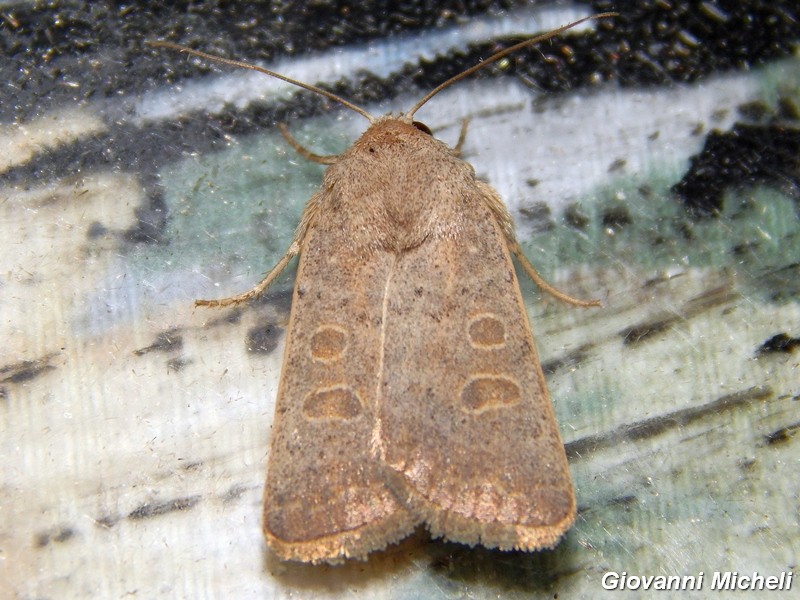 Hoplodrina ambigua (Noctuidae)